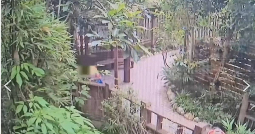 動物園發生竊案，盧男因愛子心切，竟把蝴蝶偷回家。（圖／翻攝畫面）