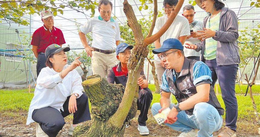 屏東縣長周春米（前排左一）5日至農損最慘重的高樹鄉勘災，看著鳳梨、蜜棗根部慘遭雨水泡爛，農民心血付諸流水，周積極向中央爭取全品項補助。（圖／報系資料照）