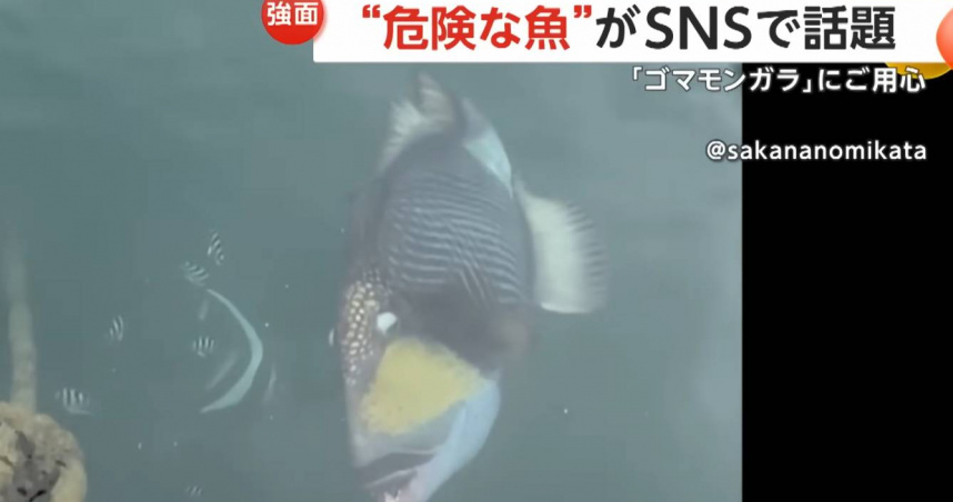 沖繩潛水客在國頭村港口海域驚見褐擬鱗魨，這種魚以強烈領域意識和攻擊行為聞名，是潛水員眼中的「海中天敵」。（圖／翻攝自FNNプライムオンライ）ン