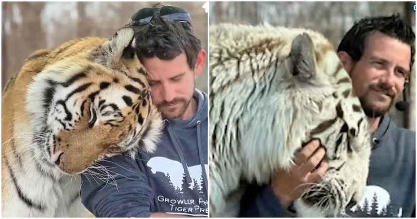 工作人員被從小養大的老虎咬死。（圖／翻攝YouTube頻道NBC News）