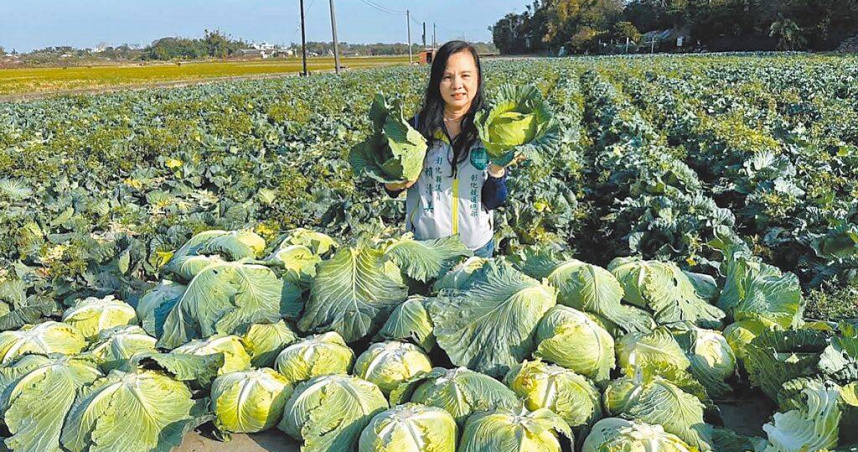 農糧署在本月7日發布連續4旬以來的高麗菜超種警訊，未來高麗菜價波動備受關注。（圖／賴清美提供／中國時報葉靜美彰化傳真）