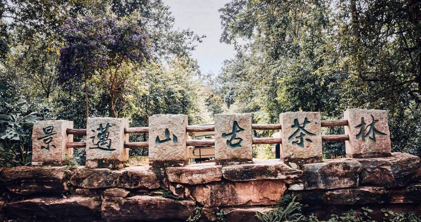 2023年榮登世界文化遺產的景邁萬畝古茶園。（圖／吳德亮攝）