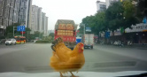 大陸一名駕駛開車到一半，天外飛來一隻雞在她的引擎蓋上。（圖／翻攝X／＠yingtan04410735）