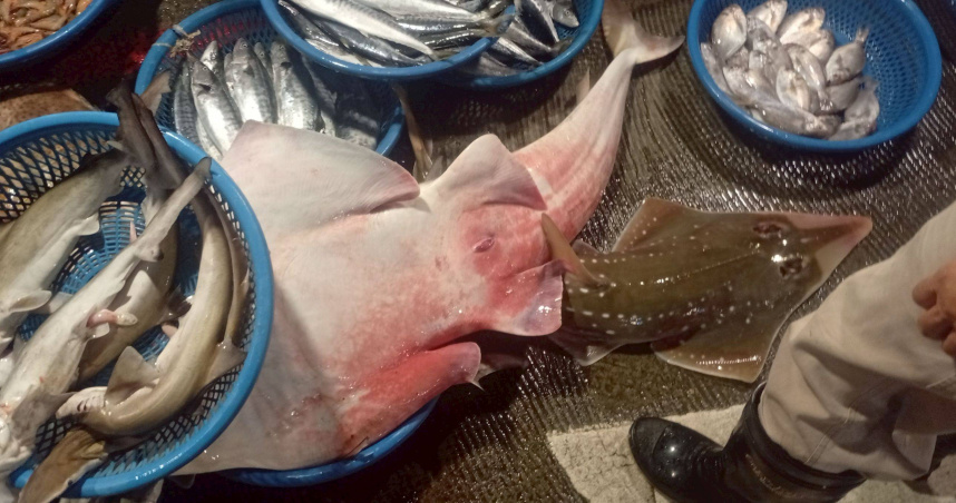 鯊魚悲歌1／5年捕上千噸！未成年就上砧板　國際極危物種淪鯊魚煙　