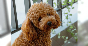 貴賓狗狂吠嫌煩!寵物美容師「拿拖鞋猛K」…愛犬慘遭活活打死