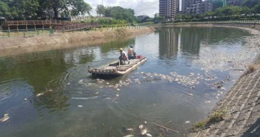 溫度太高熱死魚 後勁溪撈10萬噸屍體