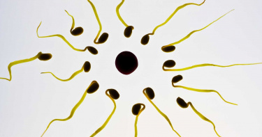 精子欺騙科學家350年!英國最新研究:像「嬉戲的水獺」前進