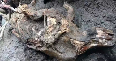 冰封2萬年!完整「披毛犀幼獸」出土 體內留有最後一餐