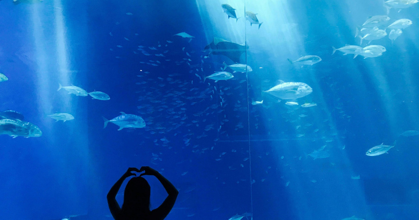 一名年輕的美人魚表演者在水族箱內遭到一條巨型魚類的襲擊。（示意圖／翻攝Pexels）