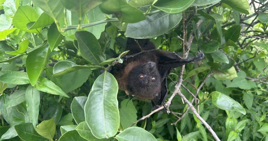 台灣狐蝠為我國一級保育類野生動物，主要活動地區為花蓮、綠島、龜山島，其中花蓮的狐蝠族群相當特別，與人類生活區域高度重疊，不過其野外族群近年呈現成長趨勢。（圖／林業及自然保育署花蓮分署提供）