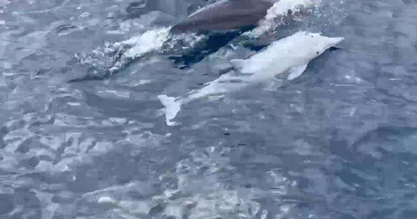 宜蘭縣凱鯨號賞鯨船27日在臉書貼文表示，早上在頭城烏石港遇見珍貴的白子化飛旋海豚。（圖／業者提供）