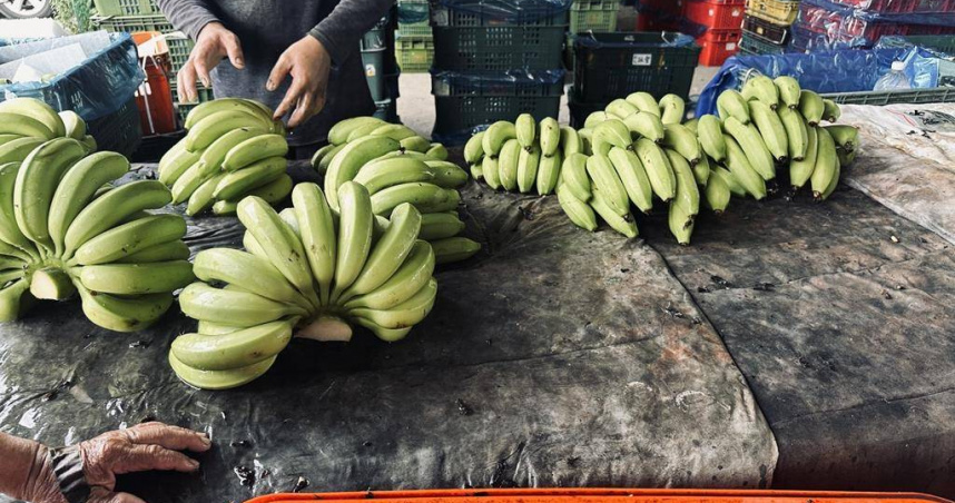 旗山香蕉即將進入產季，中盤收購價已回落至每公斤28元。（圖／報系資料照）