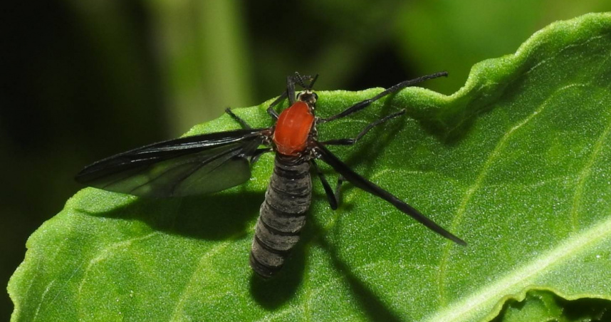 長鋏毛蚋。（圖／翻攝自台灣-鳥類與昆蟲-自然觀察記錄）