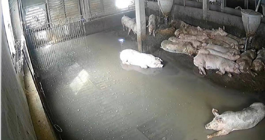 彰化縣是畜牧業大縣，先前丹娜絲颱風尾帶來暴雨，二林1處養豬場傳出4000多頭毛豬疑似因漏電遭電死。（圖／彰化縣府提供）