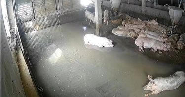 彰化縣是畜牧業大縣,先前丹娜絲颱風尾帶來暴雨,二林1處養豬場傳出4000多頭毛豬疑似因漏電遭電死。(圖/彰化縣府提供)