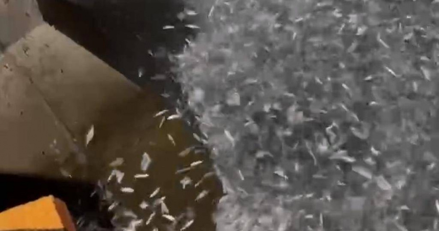 13日凌晨，馬公烏崁碼頭下方成群的青鱗魚跳出海面，有些還擱淺在消波塊上。（圖／呂姓釣客提供／許逸民澎湖傳真）