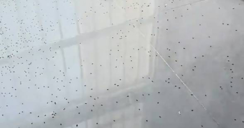 大陸一名女子家中出現大量隱翅蟲，為了除蟲狂噴4瓶殺蟲劑，意外導致她的丈夫吸入過量殺蟲劑有中毒反應。（圖／翻攝自微博／快科技）