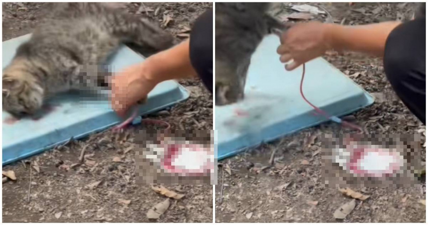 近日，中國廣東省廣州市有網路寵物博主發布影片，揭露當地的恐怖灰色產業。（圖／翻攝微博／現代快報）