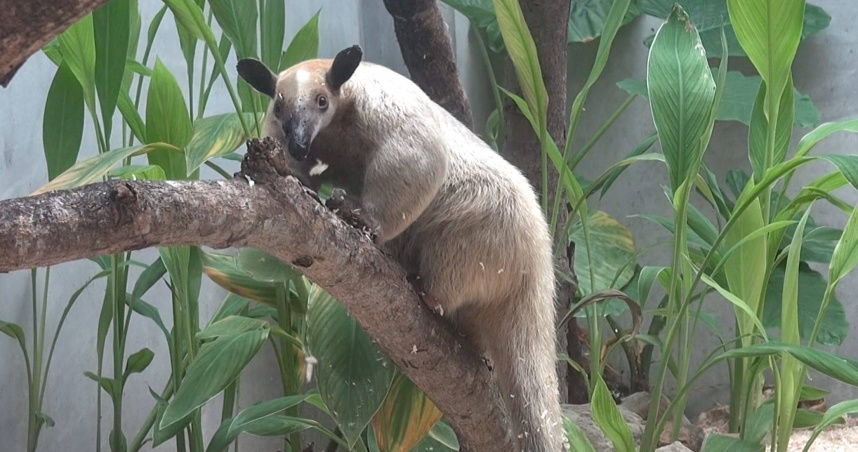小食蟻獸「黑妞」不假外出，園方籲請協尋。（圖／台北市立動物園）
