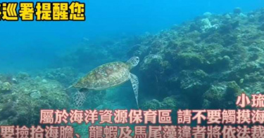 海龜海底悠游太可愛 摸一下荷包會噴30萬
