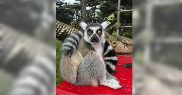 動物園遭竊!5歲男童眼尖大喊「有狐猴」 成功協助破案