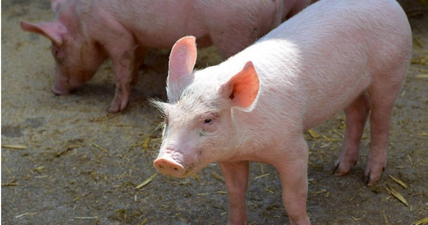 有網友嚮往養豬場的高薪，內行人出面解釋「配種相關職務才有」。（示意圖／pixabay）