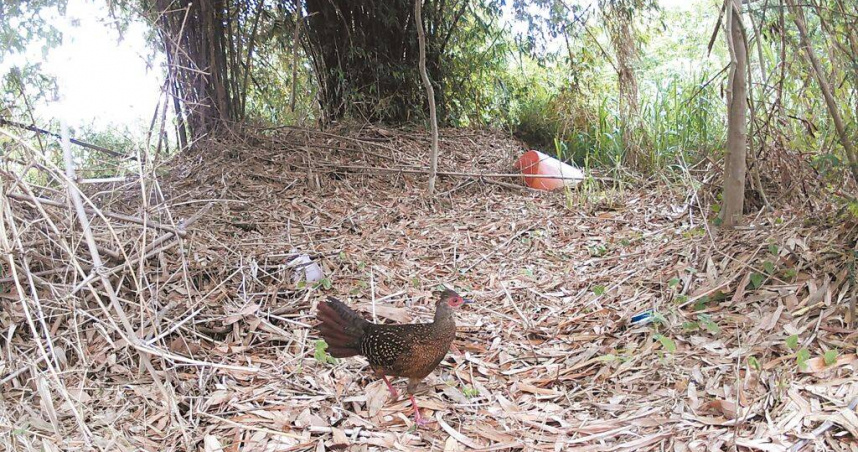 林業保育署台東分署記錄到藍腹鷴雌鳥現蹤卑南溪口周邊林地。（圖／林業保育署台東分署提供／ 中國時報蔡旻妤台東傳真）