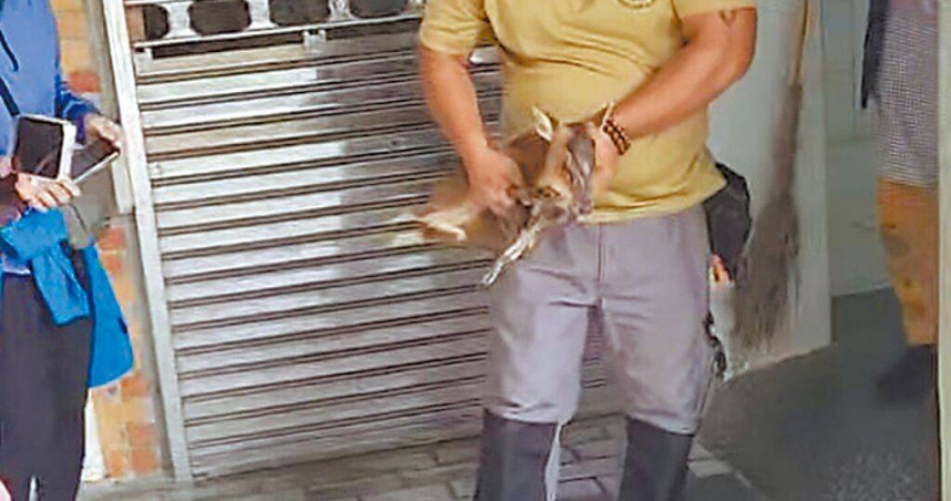 1隻小山羌11日疑與山羌媽媽走失，誤闖花蓮縣卓溪鄉的玉山國家公園南安管理站女廁，經工作人員抱起救出後，選擇合適地點野放。（圖／冉先生提供／羅亦晽花蓮傳真）