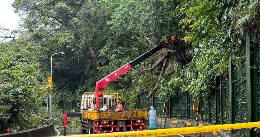 新莊壽山路大樹突倒塌，雙向遭封鎖車輛受困 。（ 圖／翻攝畫面）