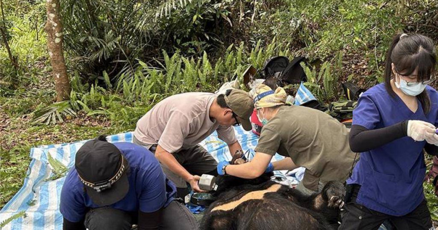 台灣黑熊阿里曼西肯去年10月侵擾花蓮卓溪鄉石平部落雞舍遭捕獲，同年底野放後，今年3月又回到原地滋擾雞舍，並在今天受困附近陷阱，經林保署花蓮分署協助脫困後，送往動物醫院治療。（圖／林保署花蓮分署提供）