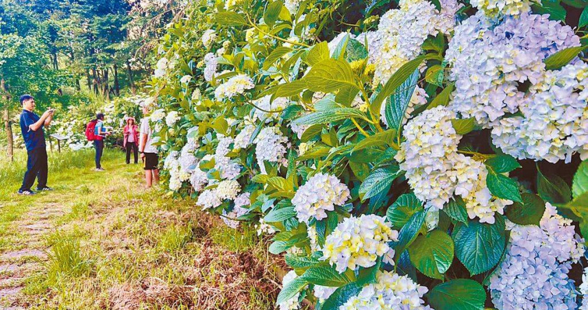 武陵農場露營區草原旁步道的繡球花綿延500公尺長,吸引遊客上山欣賞。(圖/武陵農場提供/中國時報李京昇台中傳真)