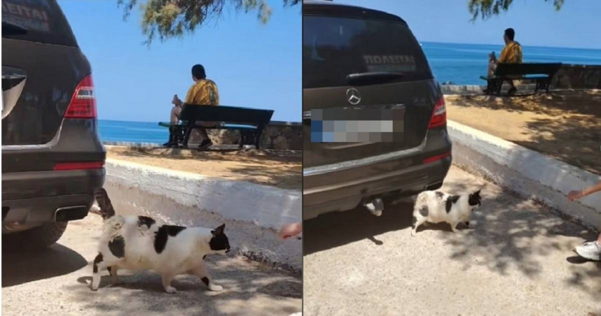 希臘克里特島的哈尼亞出現新的熱門景點，該處因為一隻肥嘟嘟的奶牛貓爆紅，還有遊客專程飛去朝聖。（圖／翻攝自TikTok）