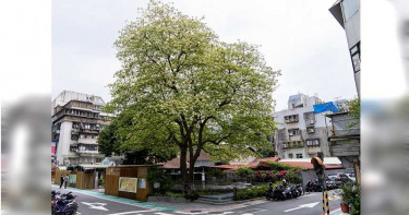 四月黃金雨 溫州街賞花秘境「加羅林魚木」盛開