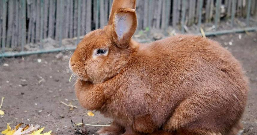 （示意圖／翻攝自Pixabay）