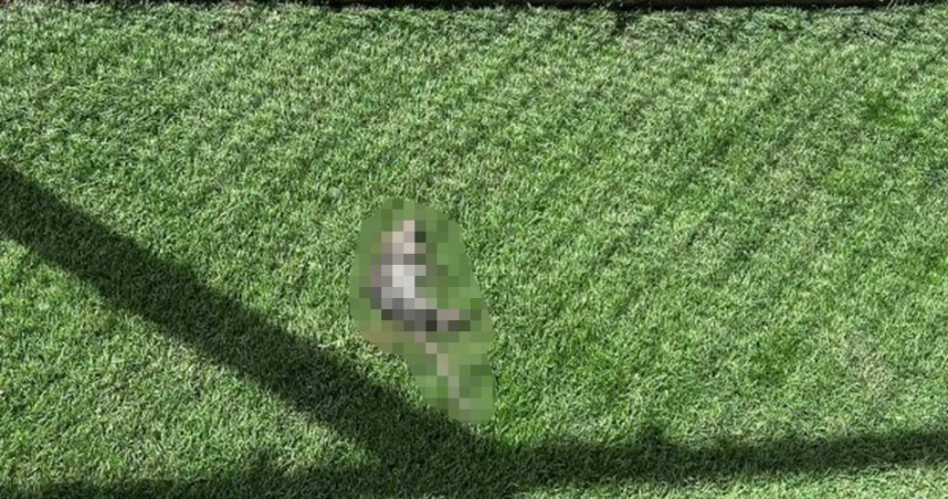 北市內湖動物之家傳出鼠患，不只毛孩會被老鼠帶來的跳蚤傳染疾病，志工、認養動物民眾都受到影響。（圖／台北市議員陳宥丞提供）