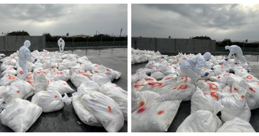 彰化縣芳苑鄉一處蛋雞場確診感染新型H5N1亞型高病原性禽流感病毒，防疫人員27日進場執行撲殺、清場及消毒作業，共撲殺2萬7347隻蛋雞，以防堵疫情擴散。 （圖／彰化縣動物防疫所提供）