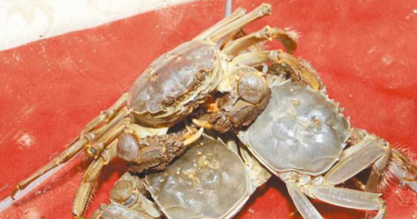 友曝:這樣吃螃蟹超補!大媽嗑完30隻「胸腔爆膿液」 竟感染10種寄生蟲