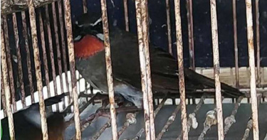 「手戴佛珠抓鳥」 過冬「藍磯鶇」成臉書商品