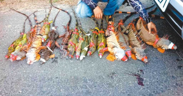 抓不完!1年已捕獲1200隻 八掌溪畔綠鬣蜥多到滿出來