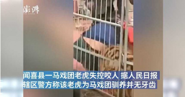 馴獸師遭馬戲團老虎撕咬…目擊民眾驚呆 警淡定:老虎沒牙齒