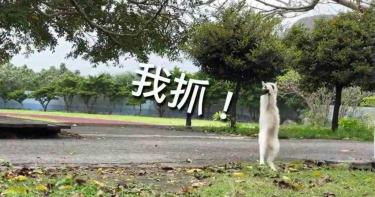 寒假延後開學 蘭嶼校貓餓壞展狩獵本性