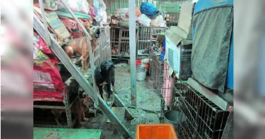 狗吃狗慘劇!30具腐爛狗屍、207隻犬貓老婦無力養判無罪