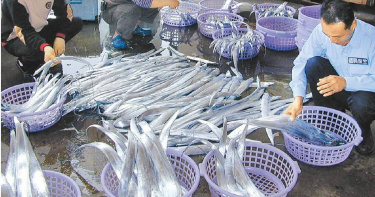 白帶魚銷陸，1家企業外包裝被驗出新冠病毒，遭大陸暫停進口1周。圖為拍賣市場分級裝籃白帶魚，非新聞事件。（圖／報系資料照）