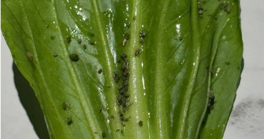 青菜葉上有蚜蟲。（圖／翻攝Threads）