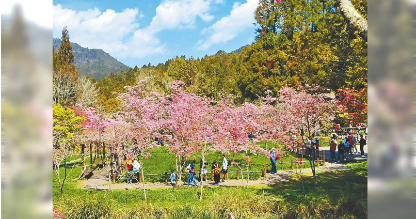 阿里山國家森林遊樂區各種櫻花盛開，粉紅青綠相映成美景，進入最佳賞花期。（圖／中國時報廖素慧攝）