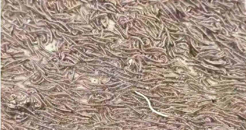 近日，有彰化縣果農目擊果園中上萬隻馬陸大遷徙的畫面。對此，有人擔心是否為近日傳得沸沸揚揚的「大地震」前兆，不過生物老師指出，馬路遷徙的現象更多是與空氣中的溼度有關。（圖／翻攝FB／陳啟宗）
