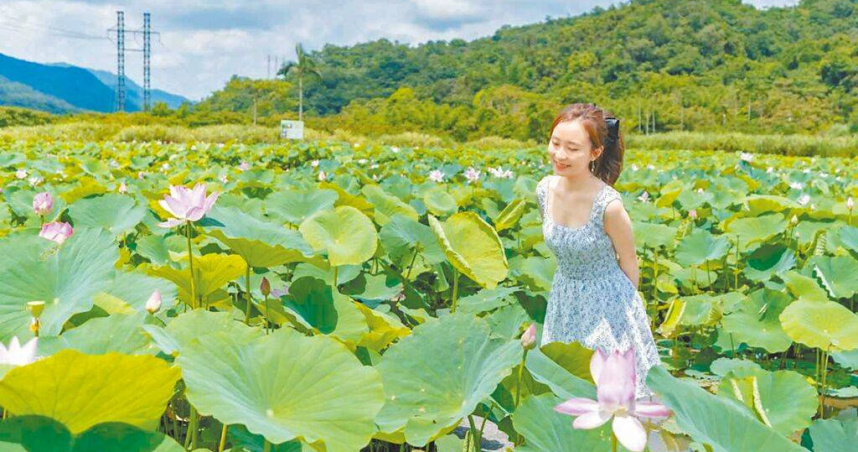 炎炎夏日，正值荷花盛開季節，新北市雙溪區7.5公頃「上林里荷花田」繽紛綻放，風景美不勝收，山明水秀的景致每年吸引許多民眾前來觀賞。（圖／新北市農業局提供／ 中國時報高鈞麟新北傳真）