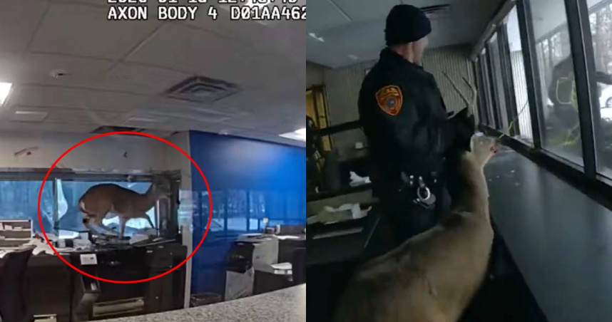 美國長島一間銀行遭到一隻公鹿撞破玻璃闖入，警方到場後合力將牠安全帶離現場。（圖／翻攝自X／Suffolk County Police Department）