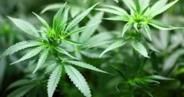 中科院技術員宿舍種大麻 用電量激增舍監報警下場慘