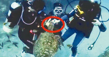 就是講不聽!小琉球2遊客餵食海龜依法送辦